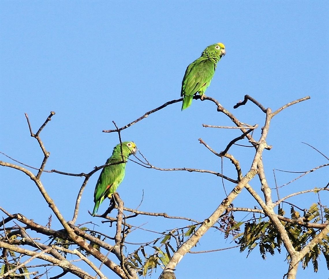 Yellow-crowned Amazon This parrot from the Caribbean cost near Choroni Amazona ochrocephala,Henri Pittier National Park,Yellow-crowned Amazon