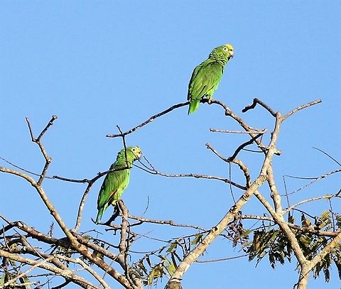 Yellow-crowned Amazon This parrot from the Caribbean cost near Choroni Amazona ochrocephala,Henri Pittier National Park,Yellow-crowned Amazon