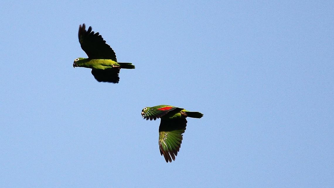 Yellow-crowned Amazon Flying over near Choroni Amazona ochrocephala,Henri Pittier National Park,Yellow-crowned Amazon