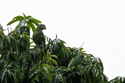 Yellow-shouldered Amazons in mango tree Feeding in Mango Tree near Choroni Amazona barbadensis,Henri Pittier National Park,Yellow-shouldered amazon