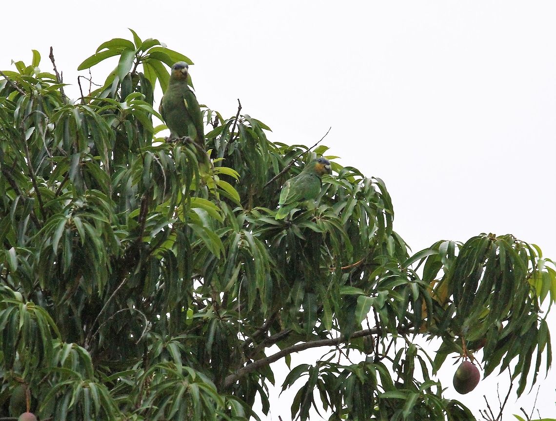 Yellow-shouldered Amazons in mango tree Feeding in mango tree near Choroni Amazona barbadensis,Henri Pittier National Park,Yellow-shouldered amazon