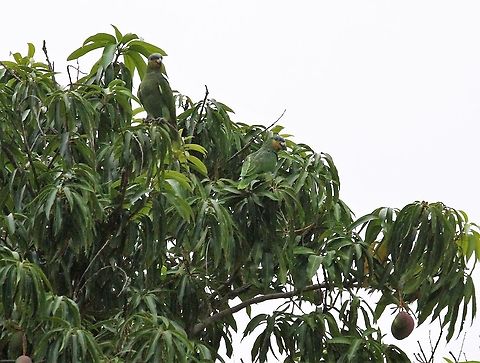 Yellow-shouldered Amazons in mango tree Feeding in mango tree near Choroni Amazona barbadensis,Henri Pittier National Park,Yellow-shouldered amazon
