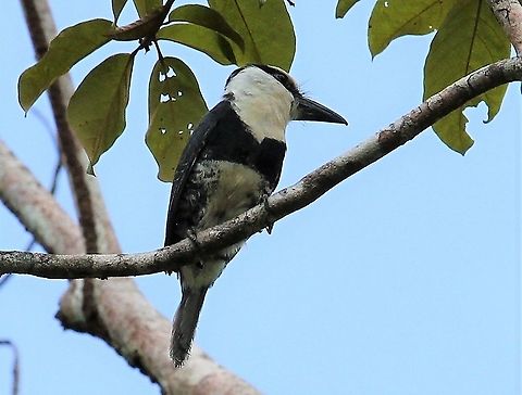 White-necked Puffbird Another White-necked Puffbird Notharchus hyperrhynchus,Orinoco Delta,White-necked puffbird