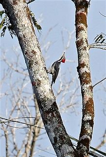 Crimson-crested Woodpecker In the Orinoco Delta Campephilus melanoleucos,Orinoco Delta,crimson-crested woodpecker