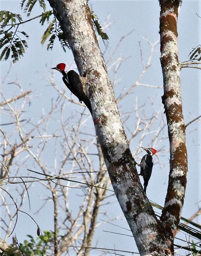 Crimson-crested Woodpecker Orinoco Delta Campephilus melanoleucos,Orinoco Delta,crimson-crested woodpecker