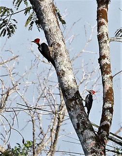Crimson-crested Woodpecker Orinoco Delta Campephilus melanoleucos,Orinoco Delta,crimson-crested woodpecker