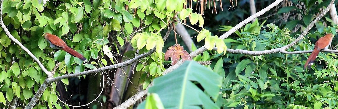 Dwarf cuckoos Orinoco Delta A pair in the Orinoco Delta Coccycua pumila,Dwarf cuckoo,Orinoco Delta