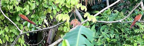 Dwarf cuckoos Orinoco Delta A pair in the Orinoco Delta Coccycua pumila,Dwarf cuckoo,Orinoco Delta
