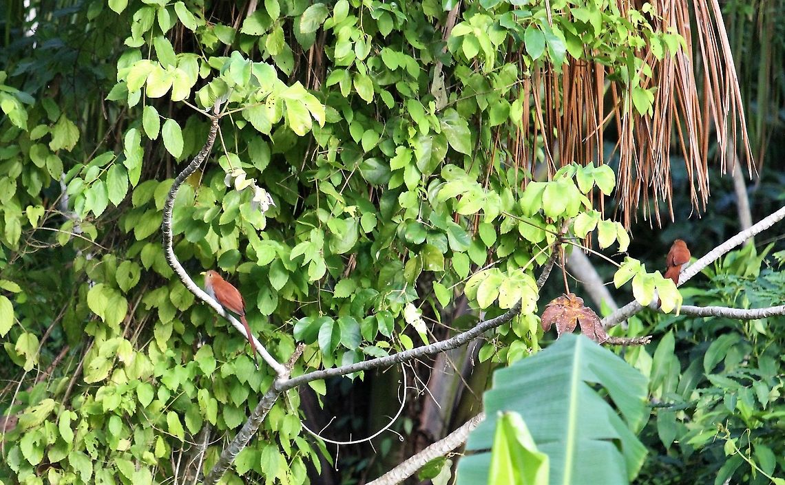 Dwarf cuckoos Orinoco Delta Coccycua pumila,Dwarf cuckoo,Orinoco Delta
