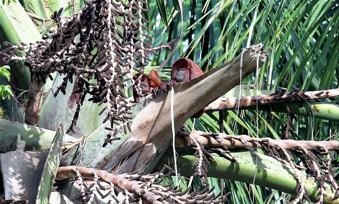Red Howler Monkey In Orinoco Delta Alouatta seniculus,Orinoco Delta,Venezuelan red howler