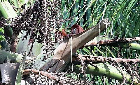 Red Howler Monkey In Orinoco Delta Alouatta seniculus,Orinoco Delta,Venezuelan red howler
