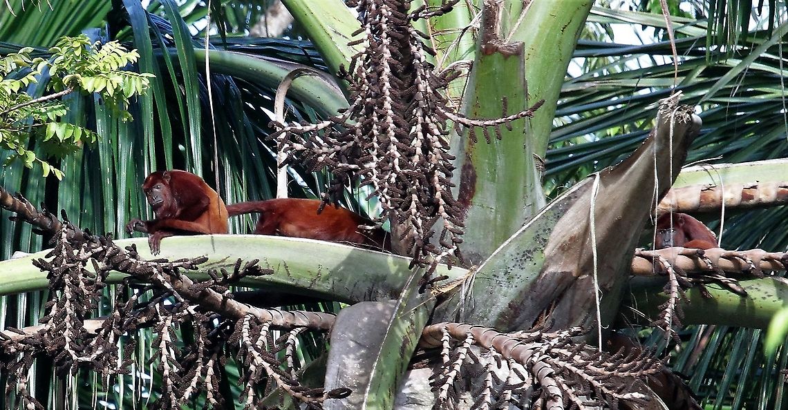 Red Howler Monkey In the Orinoco Delta Alouatta seniculus,Orinoco Delta,Venezuelan red howler