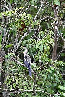 Anhinga In the Orinoco Delta Anhinga,Anhinga anhinga,Orinoco Delta