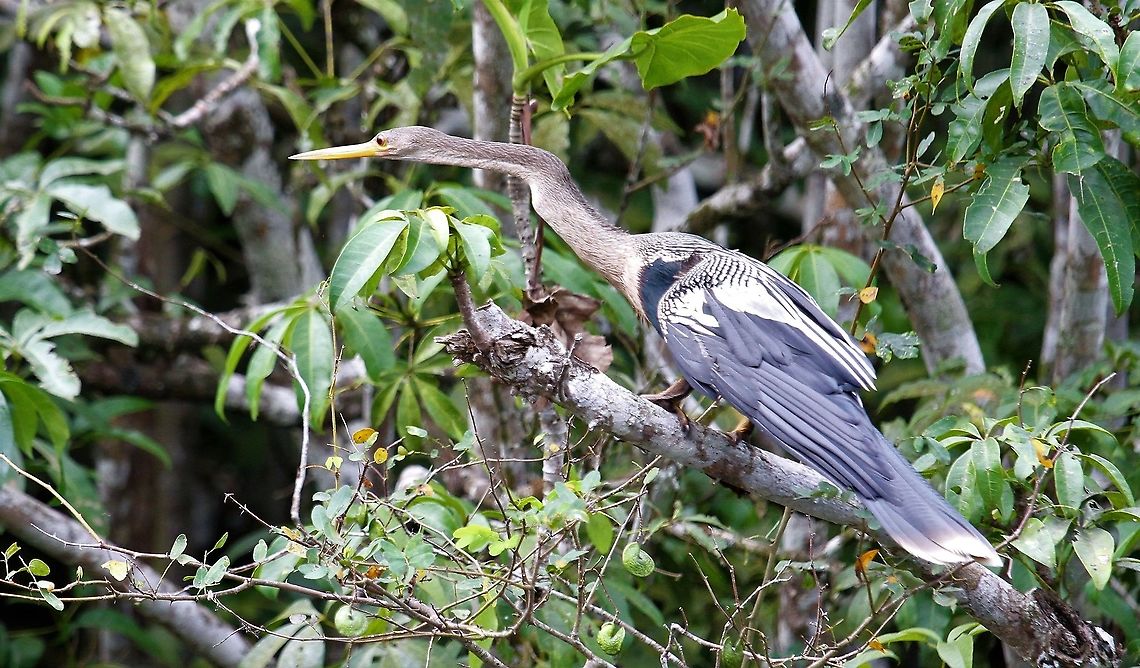 Anhinga In the Orinoco Delta Anhinga,Anhinga anhinga,Orinoco Delta