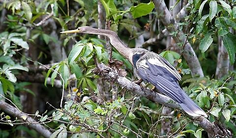 Anhinga In the Orinoco Delta Anhinga,Anhinga anhinga,Orinoco Delta