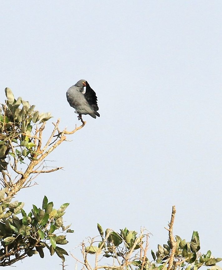 Slate-coloured Hawk At Orinoco Delta Buteogallus schistaceus,Orinoco Delta,Slate-colored hawk
