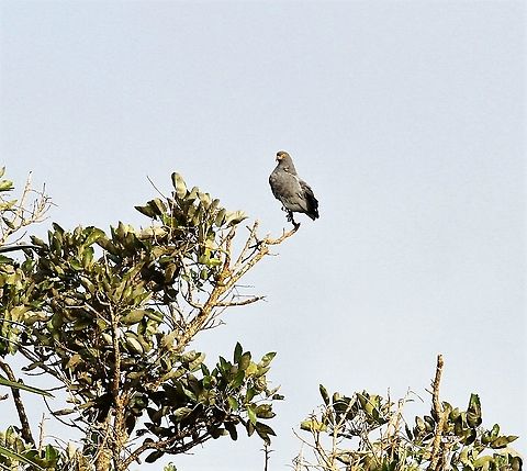 Slate-coloured Hawk In the Orinoco Delta Buteogallus schistaceus,Orinoco Delta,Slate-colored hawk