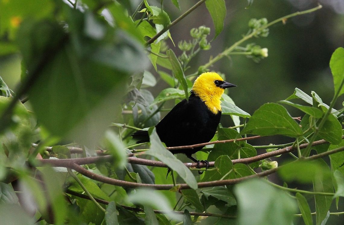 Yellow-headed Blackbird This beauty found on the Rio Concho Lake Maracaibo,Xanthocephalus xanthocephalus,Yellow-headed Blackbird