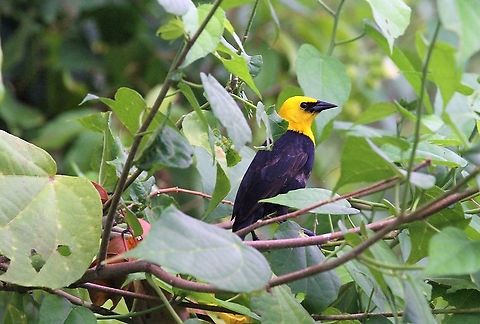 Yellow-headed Blackbird Along the Rio Concho Lake Maracaibo,Xanthocephalus xanthocephalus,Yellow-headed Blackbird
