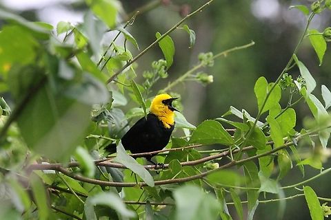 Yellow-headed Blackbird Singing on the Rio Concho on the way from Lake Maracaibo Lake Maracaibo,Xanthocephalus xanthocephalus,Yellow-headed Blackbird