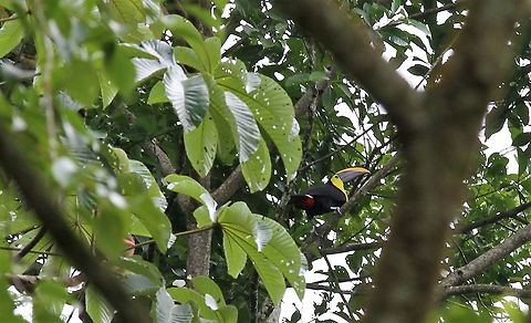 Yellow-throated toucan In the lower andes Ramphastos ambiguus,Yellow-throated toucan