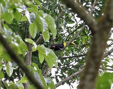 Yellow-throated Toucan In the lower Andes a noisy bird of the high canopy Ramphastos ambiguus,Yellow-throated toucan