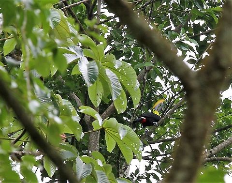 Yellow-throated Toucan A bird of the high canopy Ramphastos ambiguus,Yellow-throated toucan