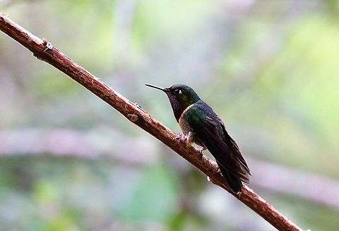 Orange-throated Sunangel At Estancia La Bravera Estancia La Bravera,Heliangelus mavors,Orange-throated sunangel