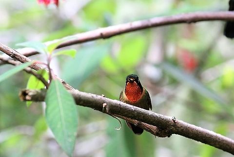 Orange-throated Sunangel At Estancia La Bravera Estancia La Bravera,Heliangelus mavors,Orange-throated sunangel