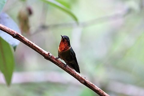 Orange-throated Sunangel At Estancia La Bravera Estancia La Bravera,Heliangelus mavors,Orange-throated sunangel
