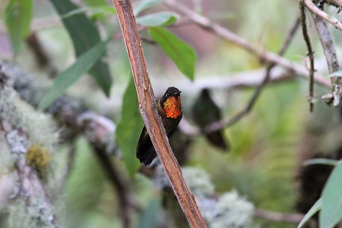 Orange-throated Sunangel At Estancia La Bravera Estancia La Bravera,Heliangelus mavors,Orange-throated sunangel