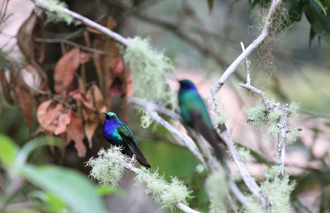 Lazuline Sabrewing At Estancia La Bravera Campylopterus falcatus,Estancia La Bravera,Lazuline sabrewing