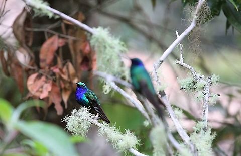 Lazuline Sabrewing At Estancia La Bravera Campylopterus falcatus,Estancia La Bravera,Lazuline sabrewing