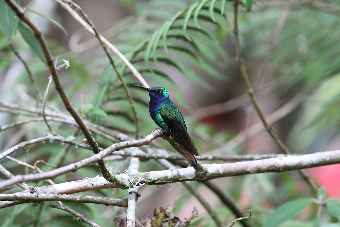 Lazuline Sabrewing At Estancia La Bravera Campylopterus falcatus,Estancia La Bravera,Lazuline sabrewing