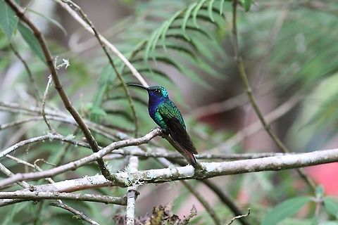 Lazuline Sabrewing At Estancia La Bravera Campylopterus falcatus,Estancia La Bravera,Lazuline sabrewing