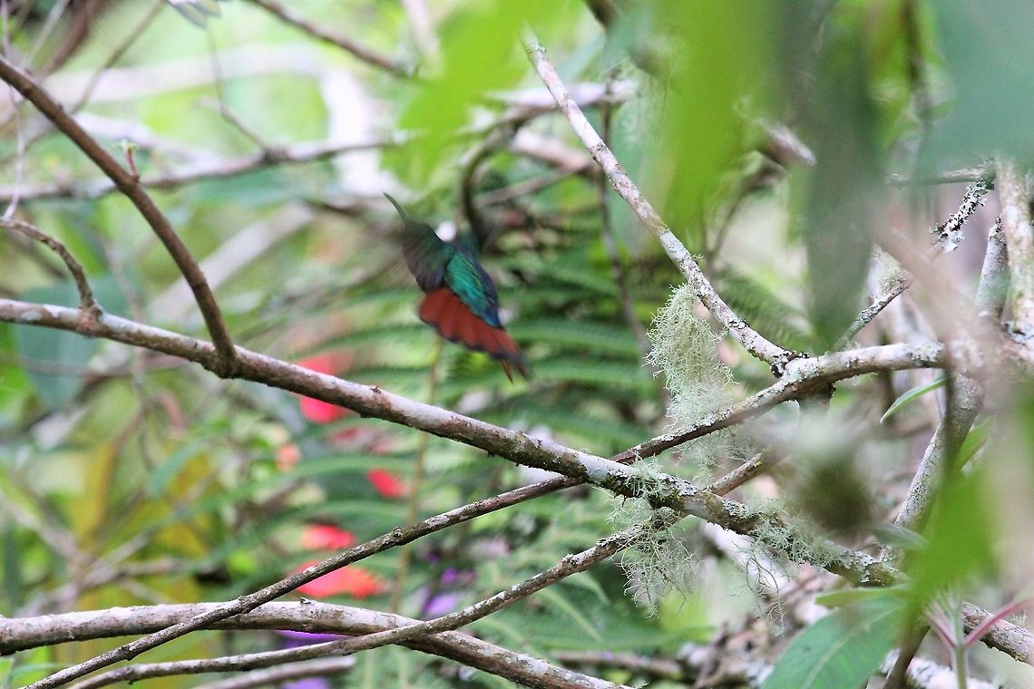 Lazuline Sabrewing At Estancia La Bravera Campylopterus falcatus,Estancia La Bravera,Lazuline sabrewing