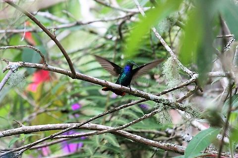 Lazuline Sabrewing At Estancia La Bravera Campylopterus falcatus,Estancia La Bravera,Lazuline sabrewing
