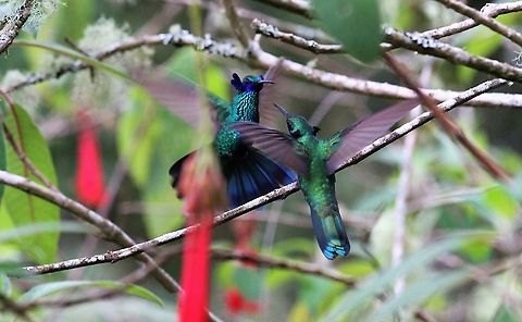 Sparkling Violetears fighting Feisty hummingbirds! Colibri coruscans,Estancia La,Sparkling violetear