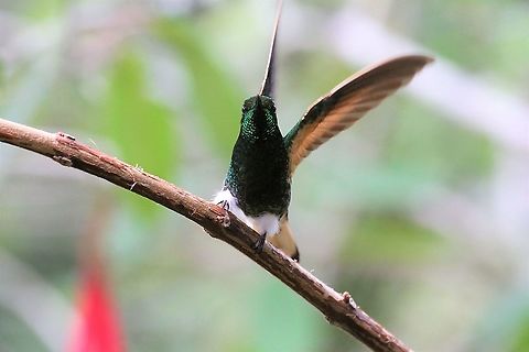 Buff-tailed coronet At Estancia La Bravera Boissonneaua flavescens,Buff-tailed coronet,Estancia La Bravera
