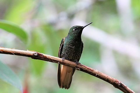 Buff-tailed Coronet Estancia La Bravera Boissonneaua flavescens,Buff-tailed coronet,Estancia La Bravera
