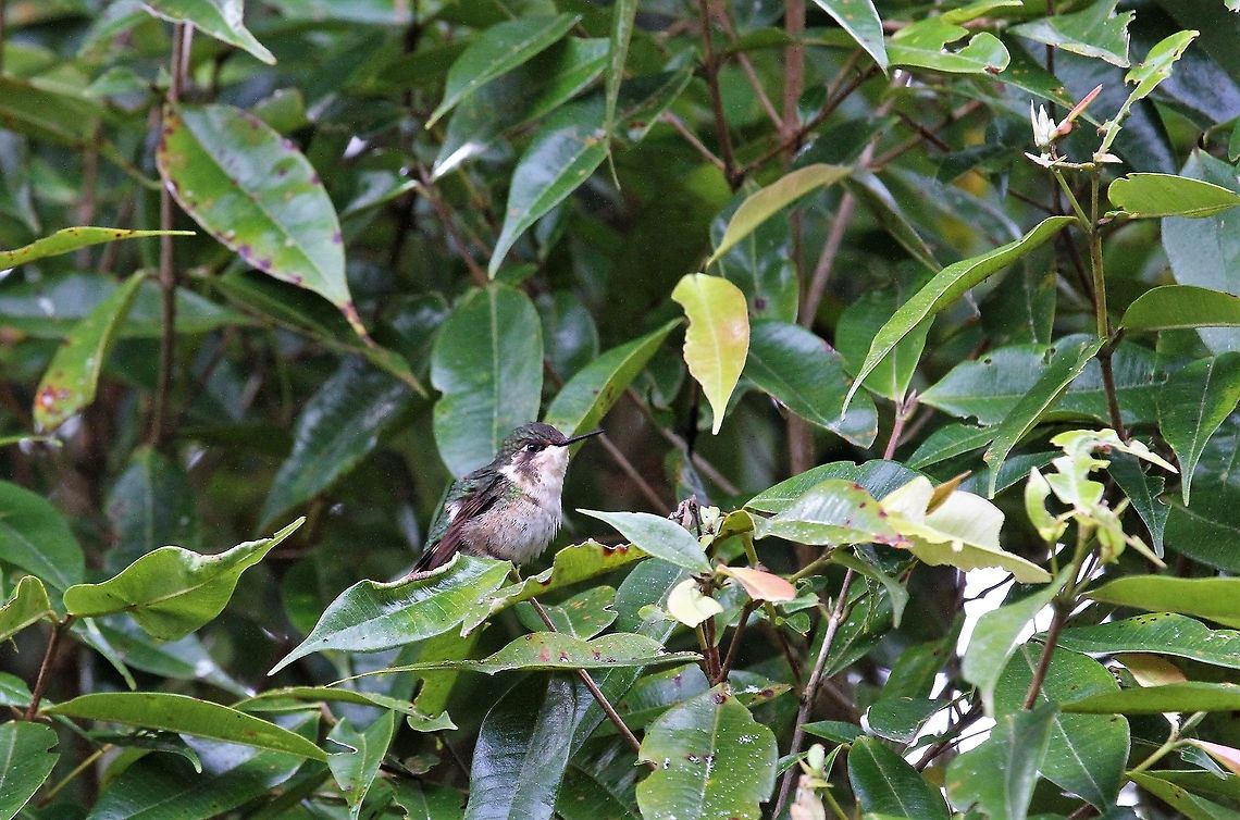 Gorgeted Woodstar Female at Estancia La Bravera Chaetocercus heliodor,Estancia La Bravera,Gorgeted woodstar