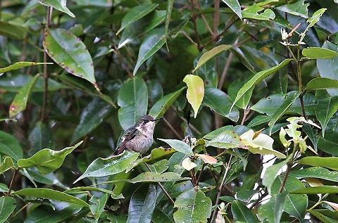 Gorgeted Woodstar Female at Estancia La Bravera Chaetocercus heliodor,Estancia La Bravera,Gorgeted woodstar