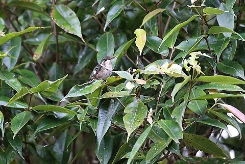 Gorgeted Woodstar Female Chaetocercus heliodor,Estancia La Bravera,Gorgeted woodstar