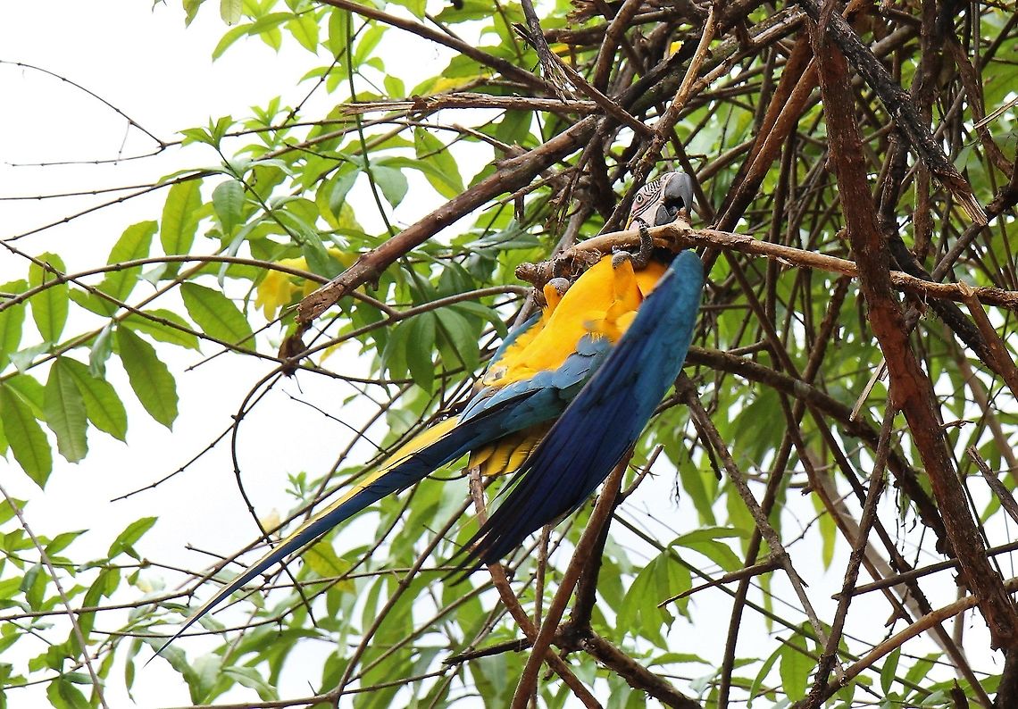 Blue and Yellow Macaw Acrobatic in the tree tops in the Canaima NP Ara ararauna,Blue-and-yellow macaw,Canaima National Park
