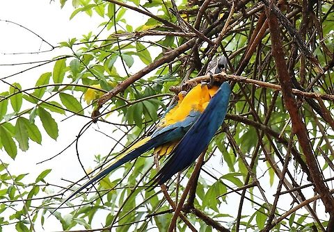 Blue and Yellow Macaw Acrobatic in the tree tops in the Canaima NP Ara ararauna,Blue-and-yellow macaw,Canaima National Park