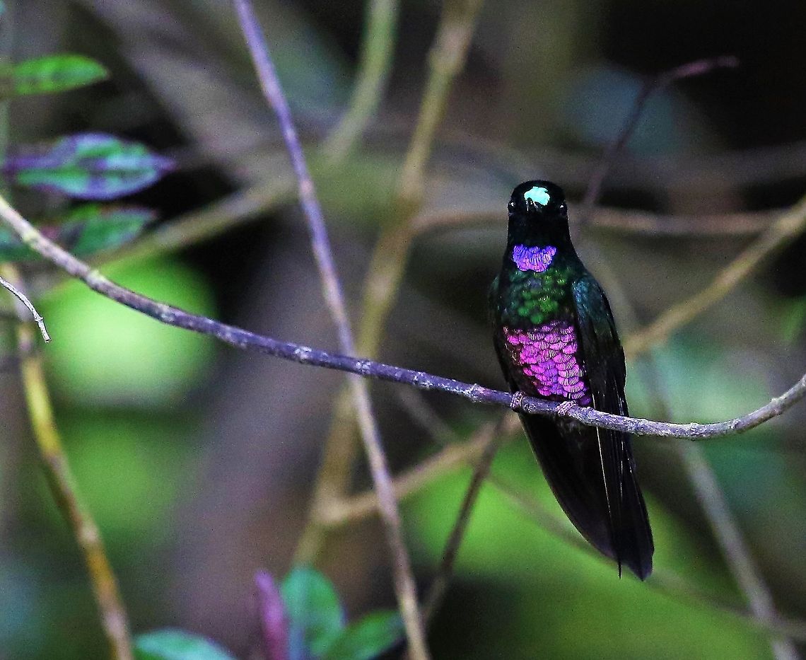 Blue-throated Starfrontlet Seen at the Hummingbird Observatory near Bogota Blue-throated starfrontlet,Coeligena helianthea,Hummingbird Observatory