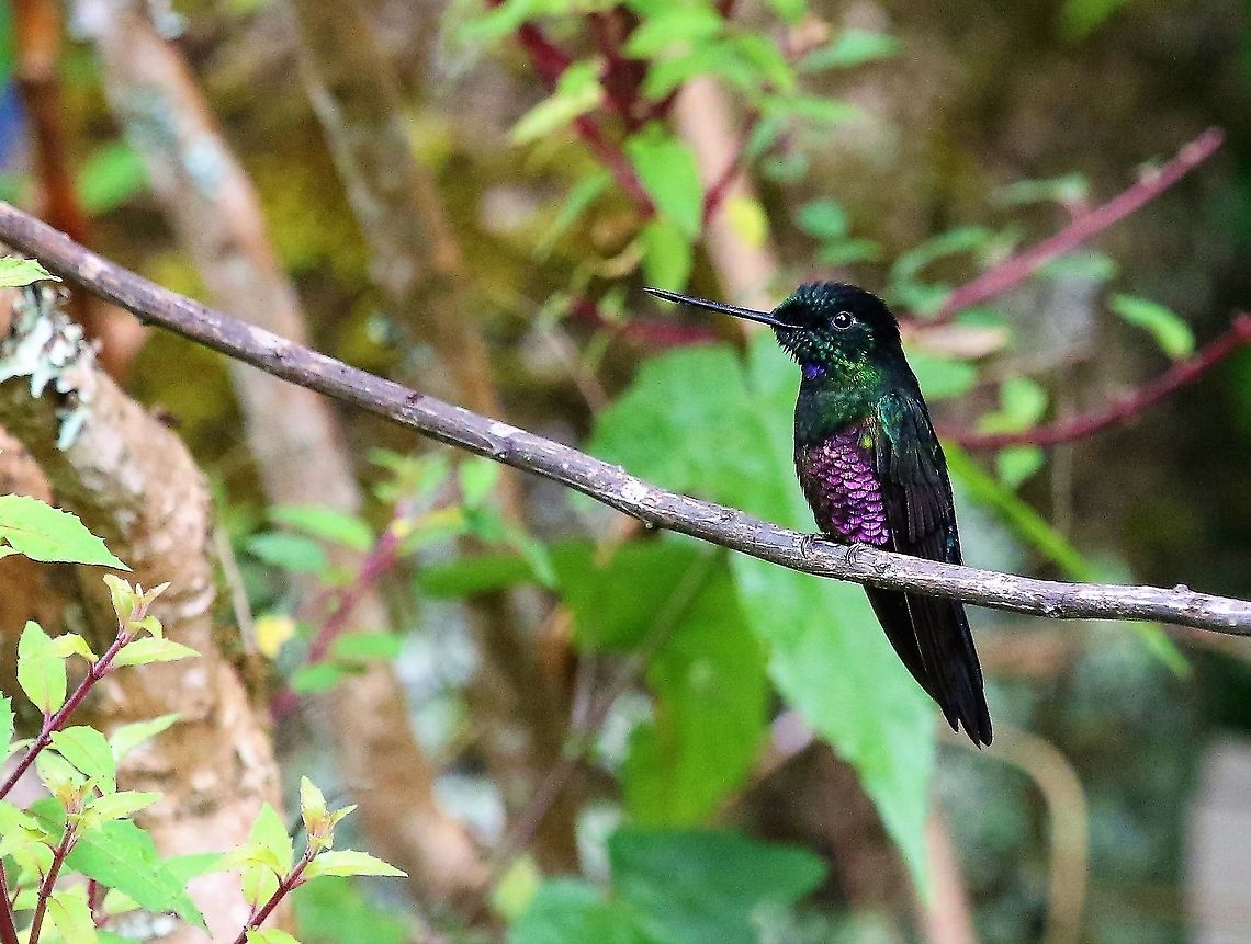 Blue-throated starfrontlet Seen at Hummingbird Observatory at 3,000 metres Blue-throated starfrontlet,Coeligena heliantheam,Hummingbird Observatory