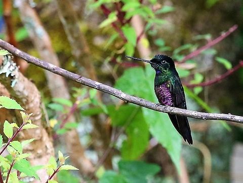 Blue-throated starfrontlet Seen at Hummingbird Observatory at 3,000 metres Blue-throated starfrontlet,Coeligena heliantheam,Hummingbird Observatory