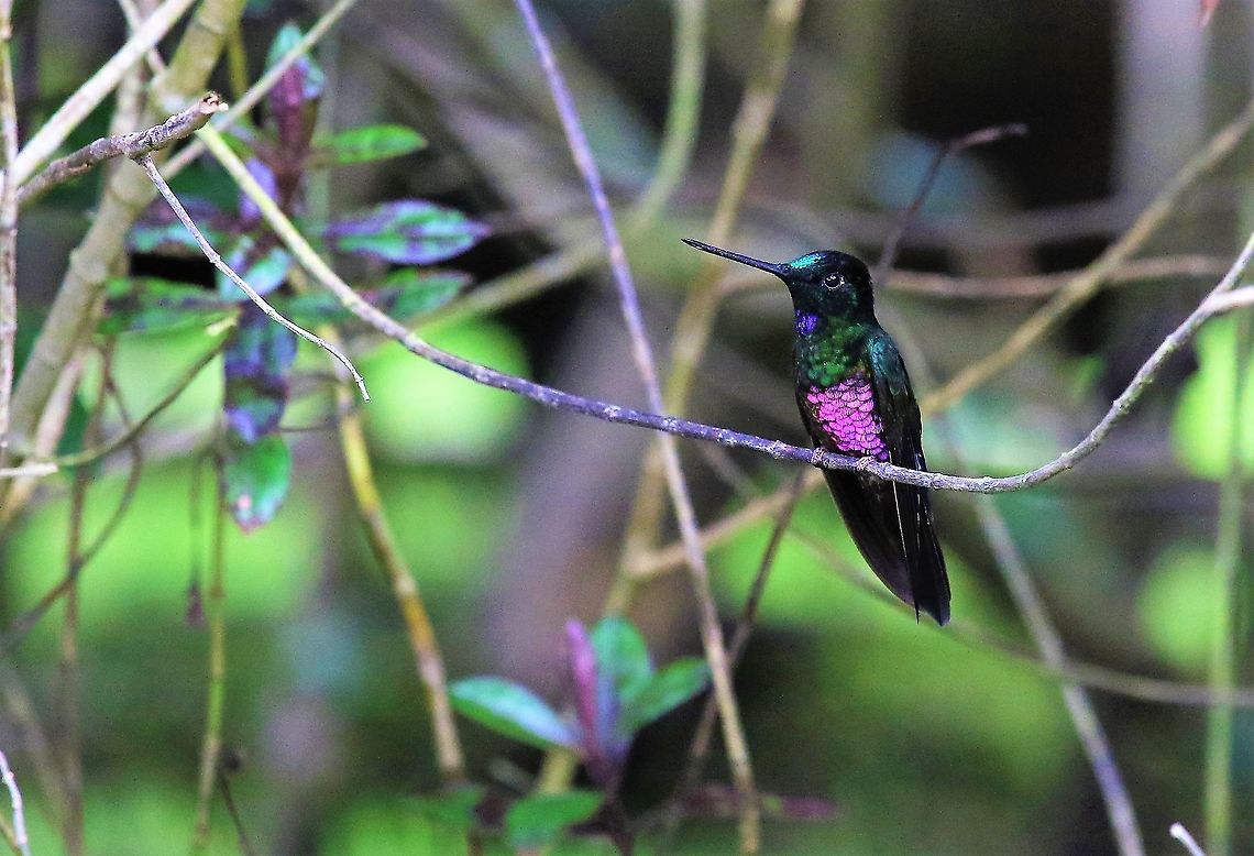 Blue-throated starfrontlet At 3,000 metres close-by Bogota  -  A wonderful place Blue-throated starfrontlet,Coeligena helianthea,Hummingbird Observatory