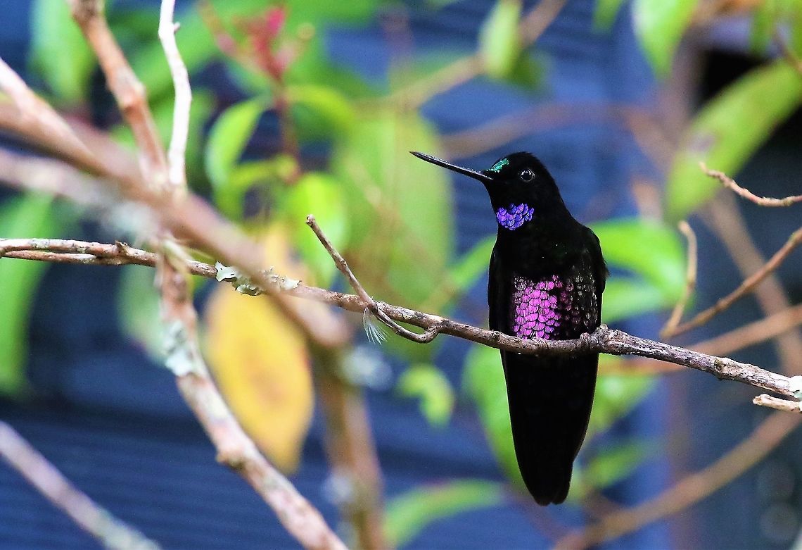Blue-throated starfrontlet Seen at the Hummingbird Observatory Blue-throated starfrontlet,Coeligena helianthea,Hummingbird Observatory